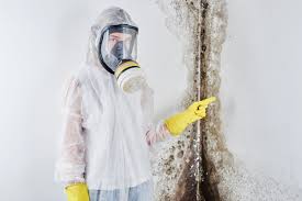 Best Attic Mold Removal  in Horizon West, FL